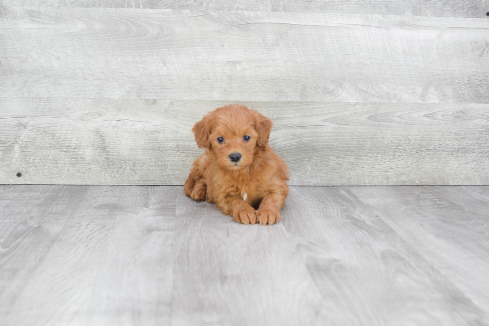 Friendly Mini Goldendoodle Baby