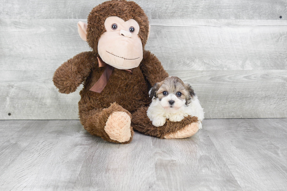 Best Havanese Baby