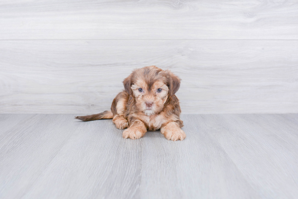 Fluffy Shorkie Designer Pup