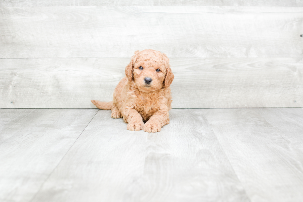 Best Mini Goldendoodle Baby