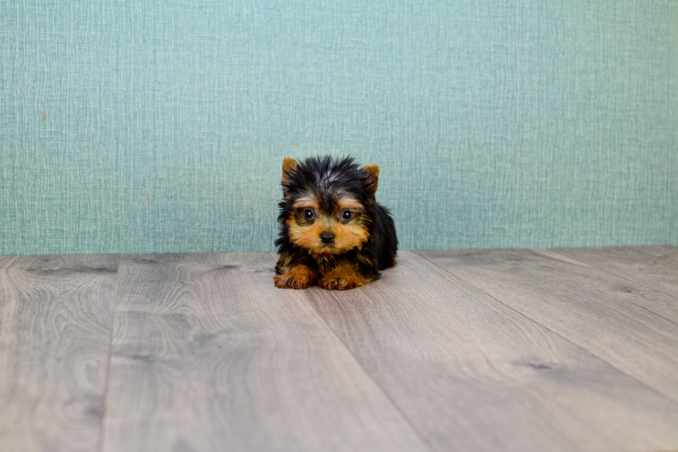 Meet Giselle - our Yorkshire Terrier Puppy Photo 