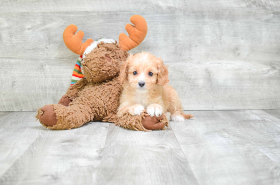 Cavapoo Puppy for Adoption