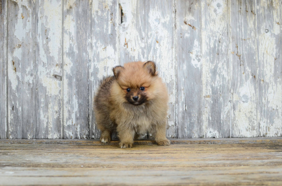 Energetic Pomeranian Purebred Puppy