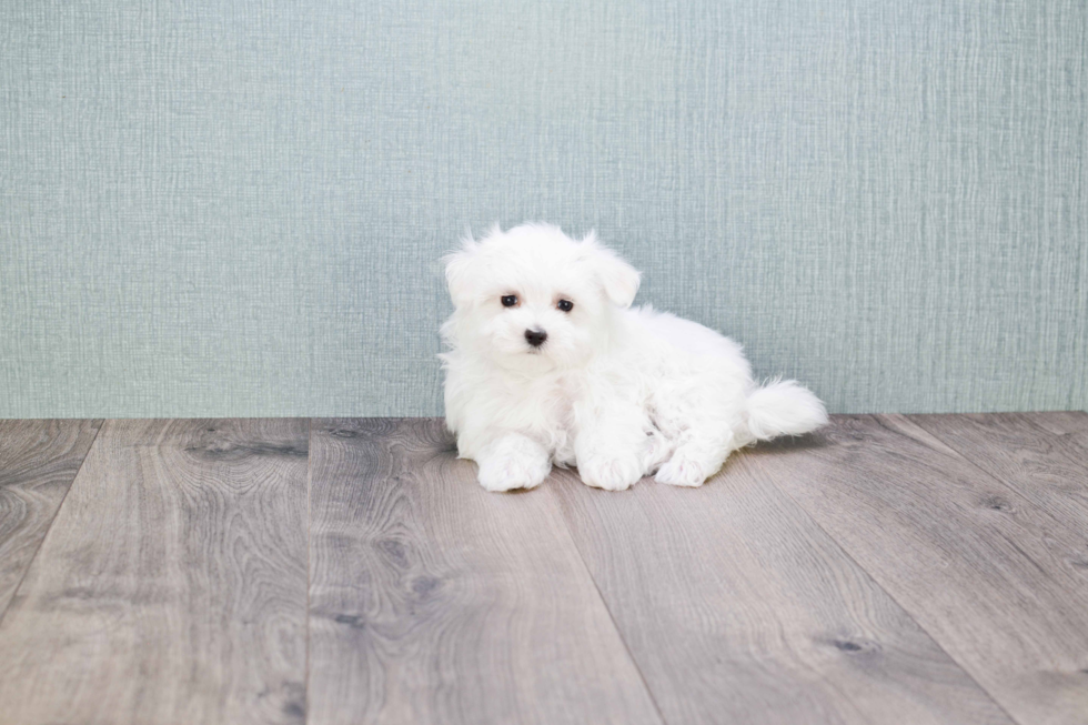 Maltese Pup Being Cute