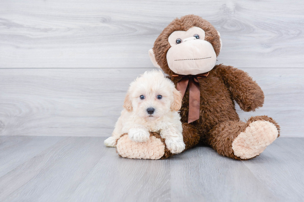 Smart Maltipoo Poodle Mix Pup