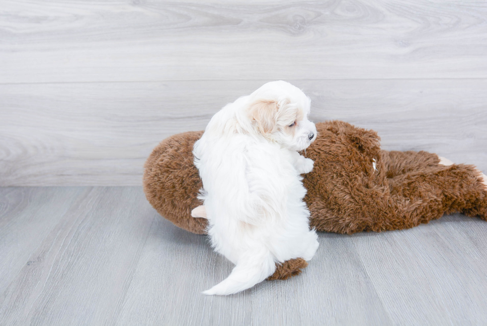 Maltipoo Pup Being Cute