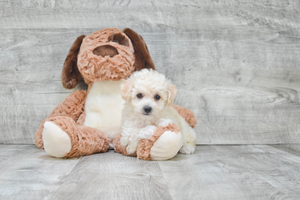 Maltipoo Pup Being Cute