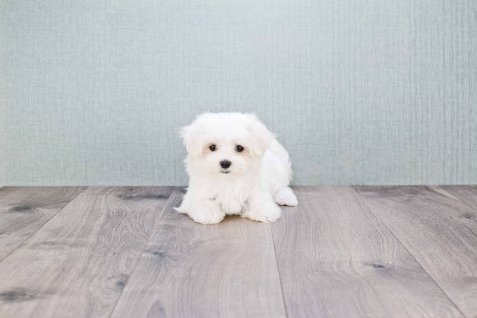 Friendly Maltese Baby