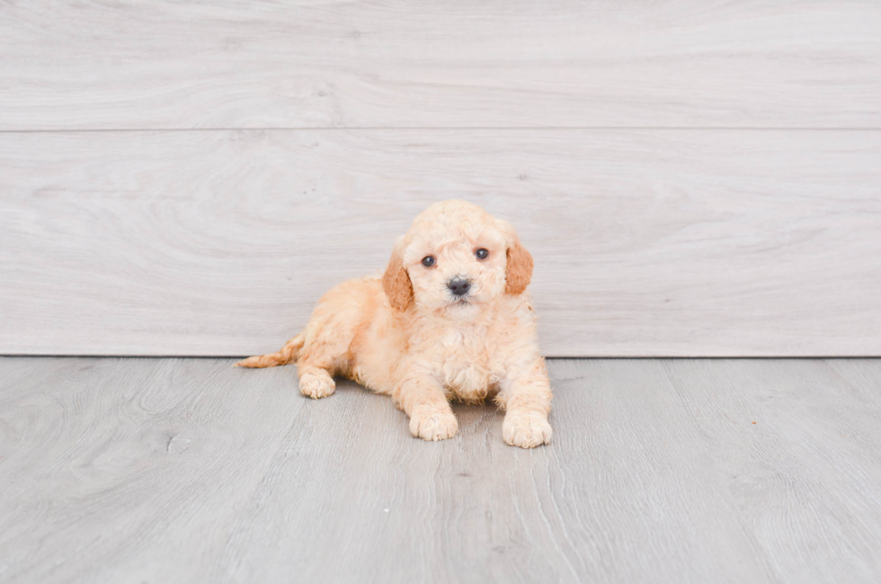 Best Mini Goldendoodle Baby