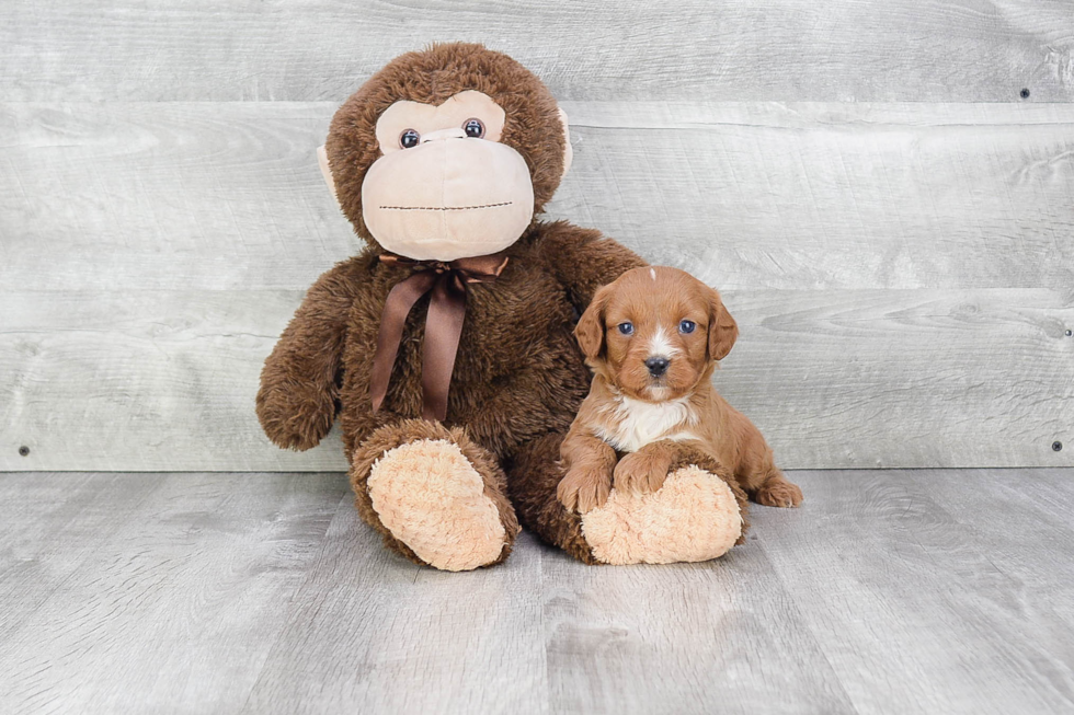 Popular Cavapoo Poodle Mix Pup