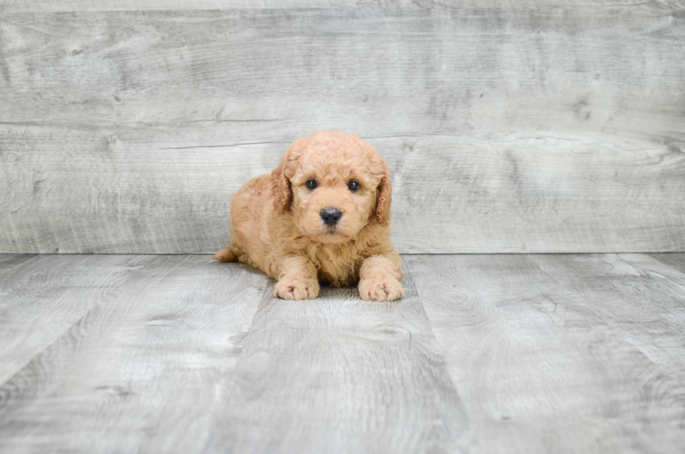 Friendly Mini Goldendoodle Baby