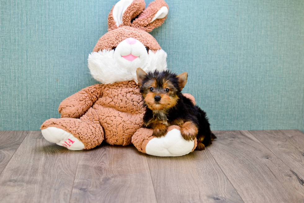 Meet Tinkerbell - our Yorkshire Terrier Puppy Photo 