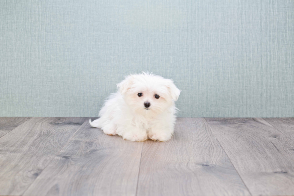 Maltese Puppy for Adoption