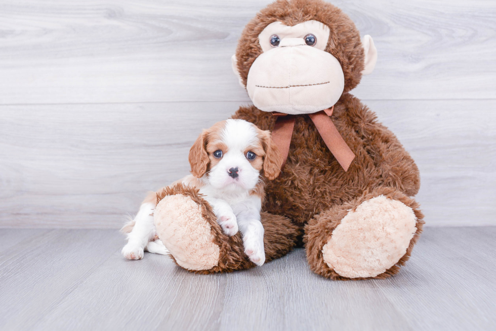 Cavalier King Charles Spaniel Pup Being Cute