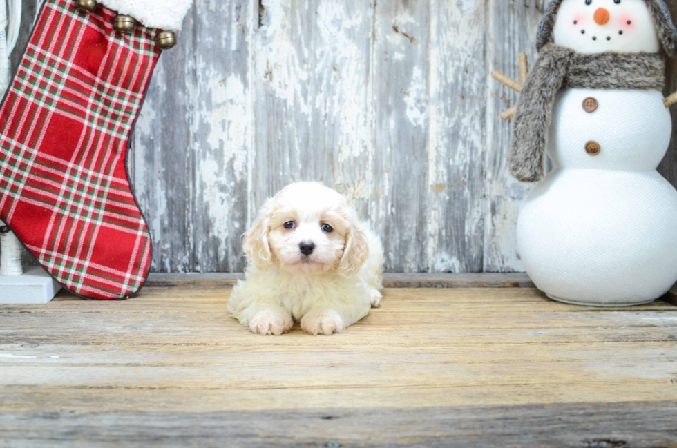 Adorable Cavalier Designer Puppy