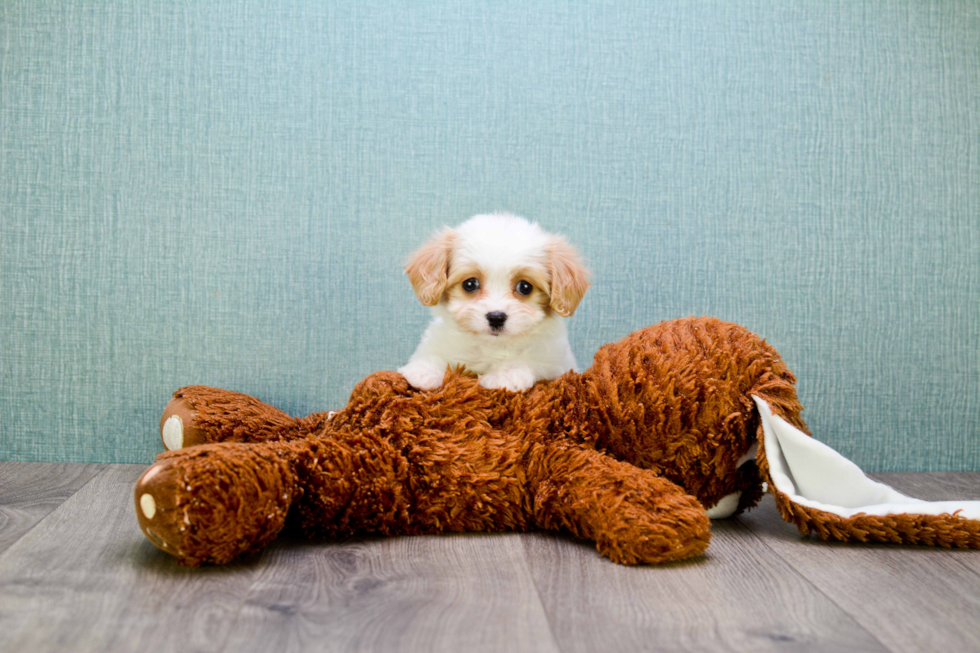 Playful Cavalier Designer Puppy