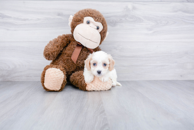 Cute Cavachon Baby