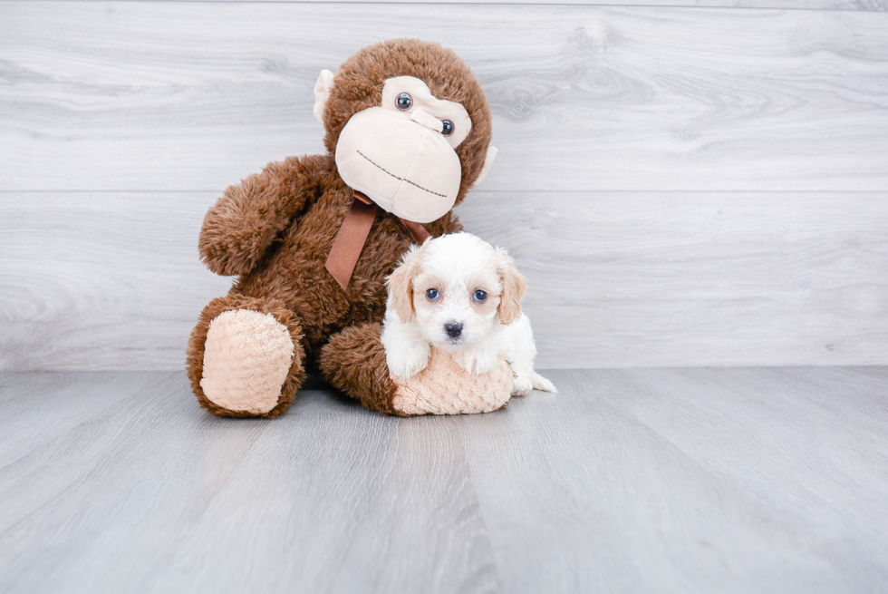 Cute Cavachon Baby