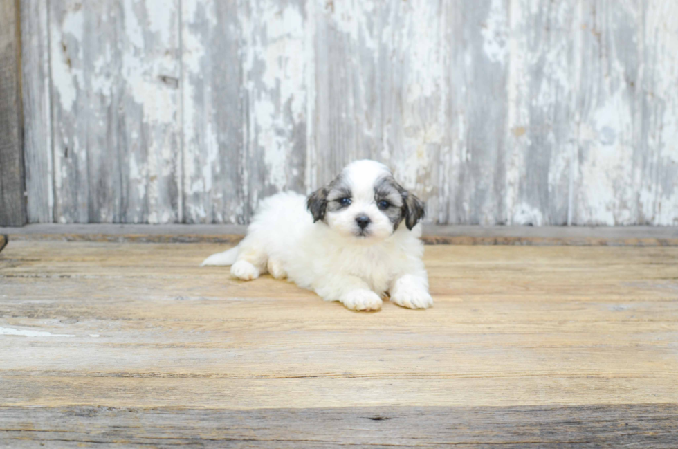 Popular Teddy Bear Designer Pup