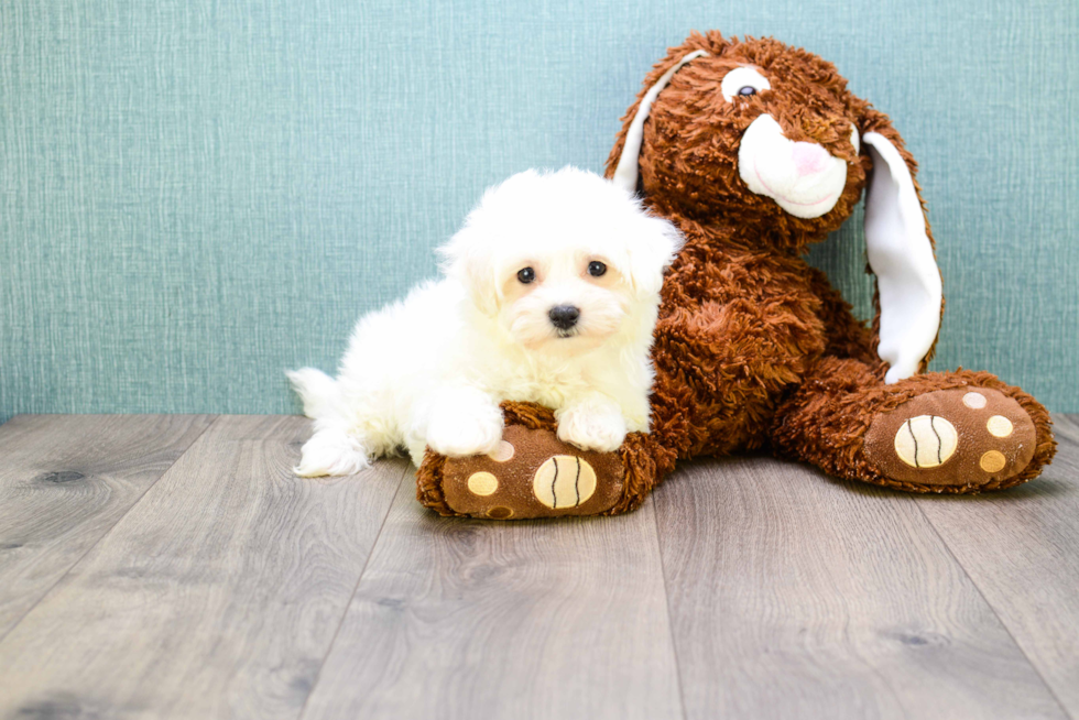 Friendly Maltipoo Baby