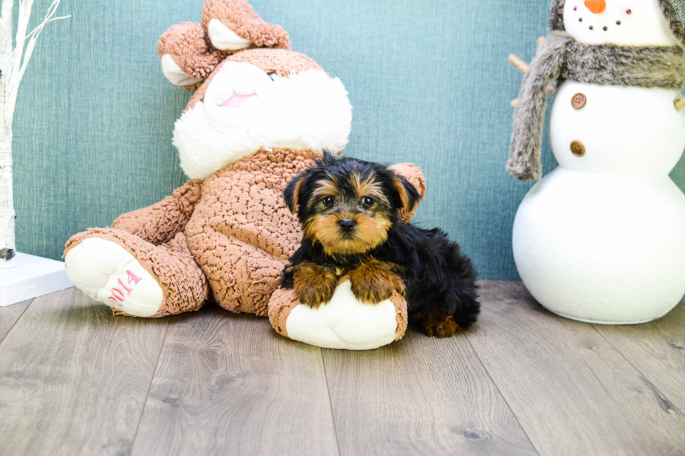 Meet Snickers - our Yorkshire Terrier Puppy Photo 