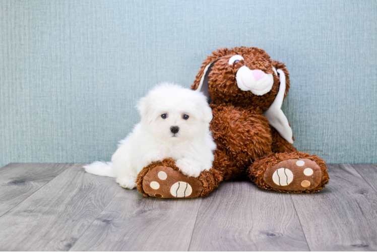 Maltese Puppy for Adoption