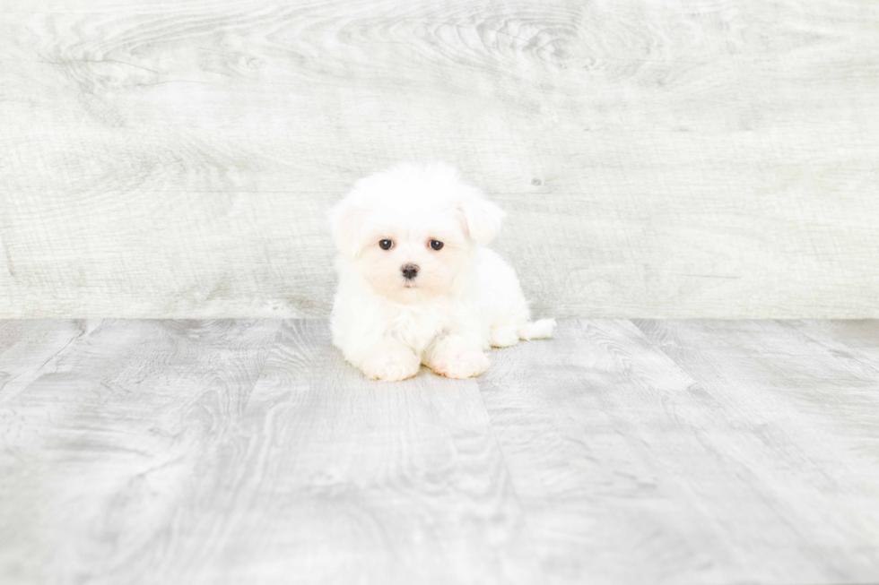 Playful Maltese Baby