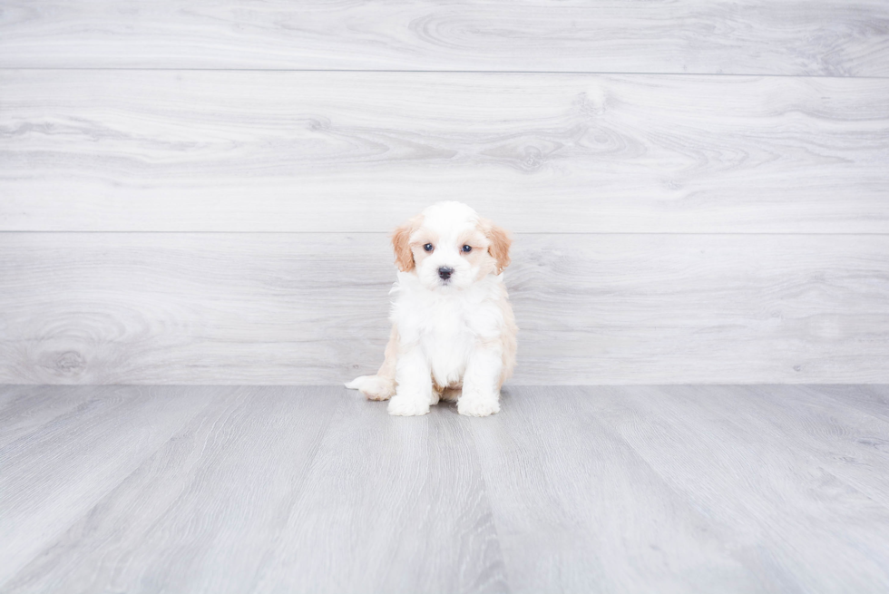 Best Mini Bernedoodle Baby