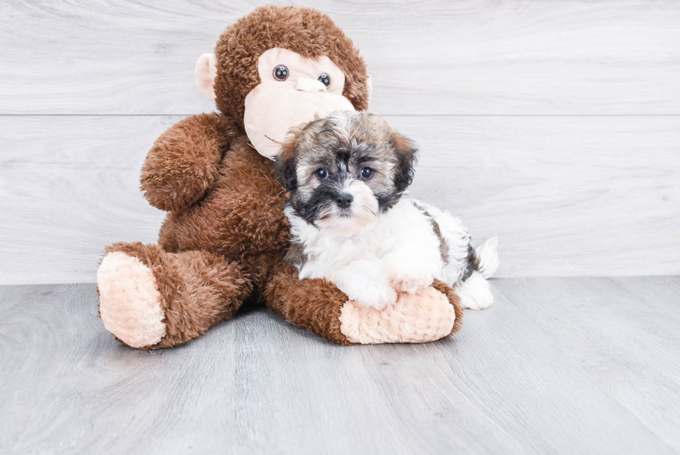 Best Havanese Baby