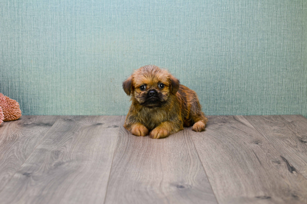 Best Brussels Griffon Baby