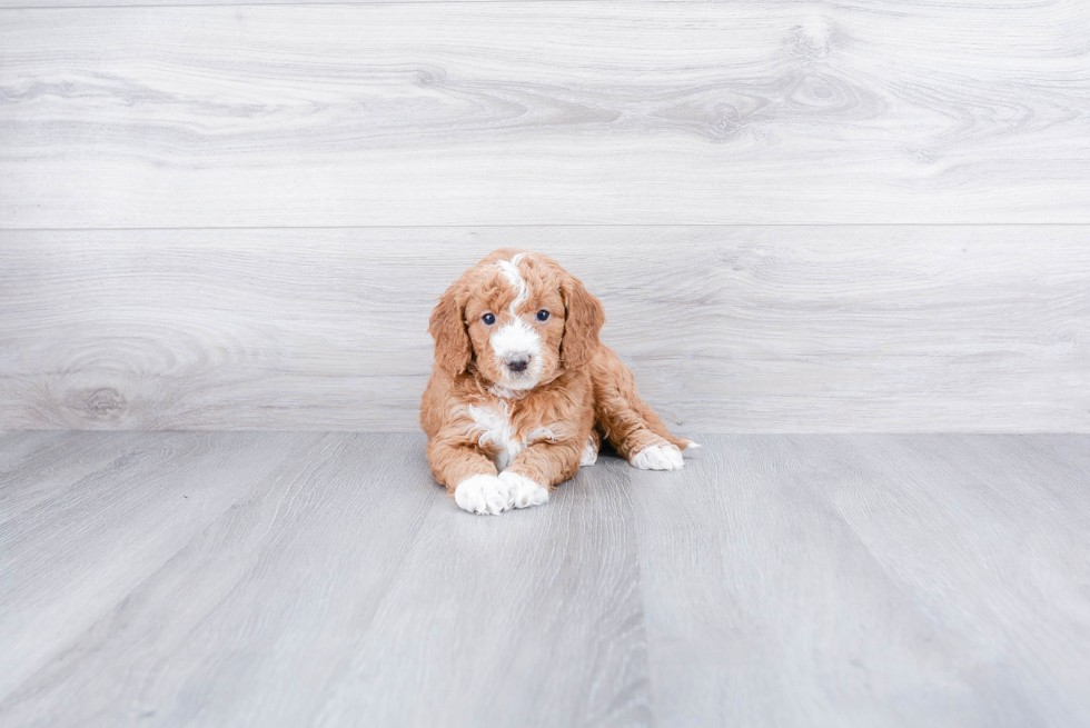 Small Mini Goldendoodle Baby