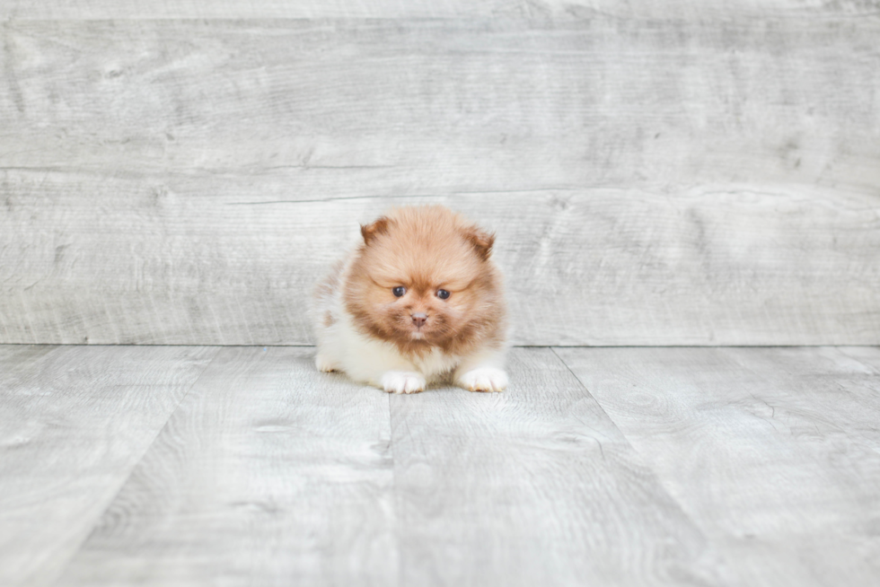 Best Pomeranian Baby