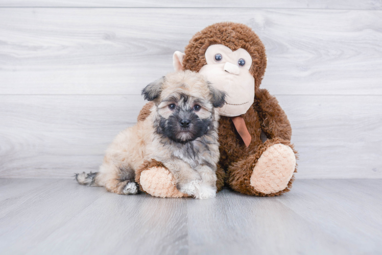 Cute Havanese Purebred Puppy