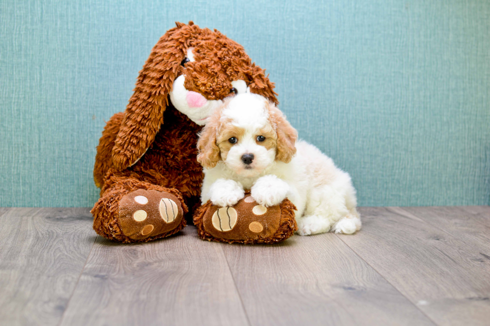 Cavapoo Puppy for Adoption