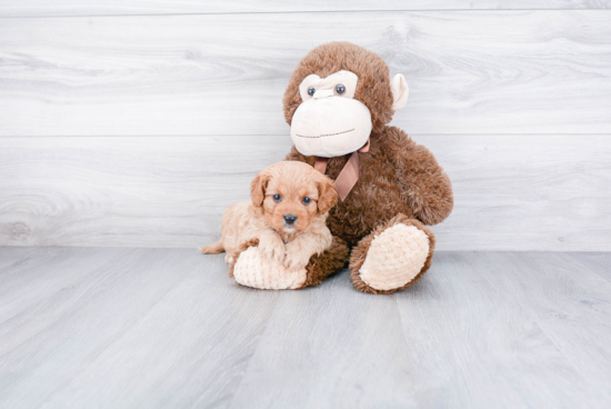 Fluffy Cavapoo Poodle Mix Pup