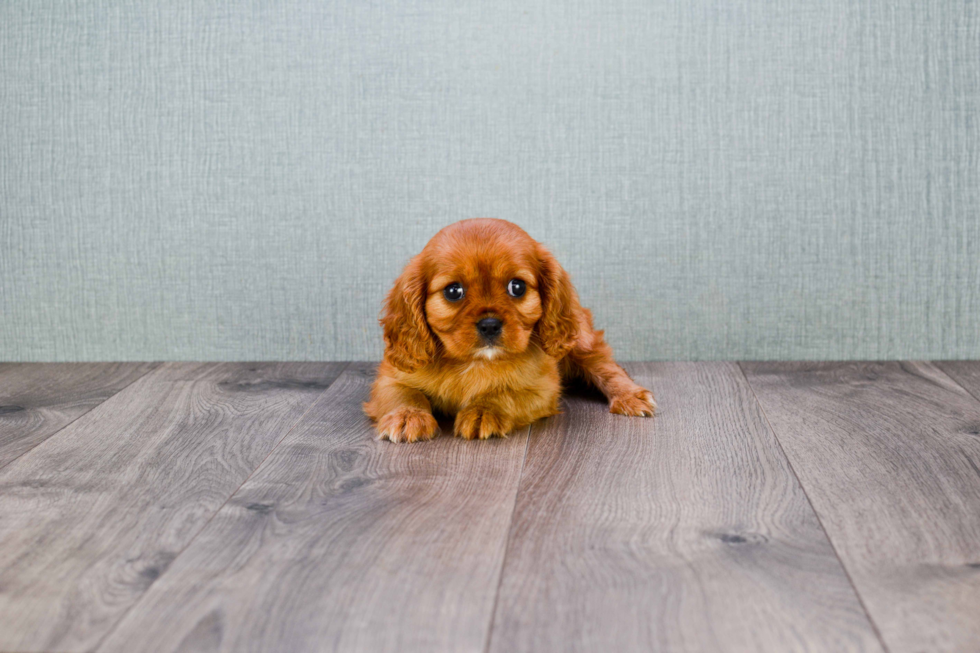 Cavalier King Charles Spaniel Pup Being Cute