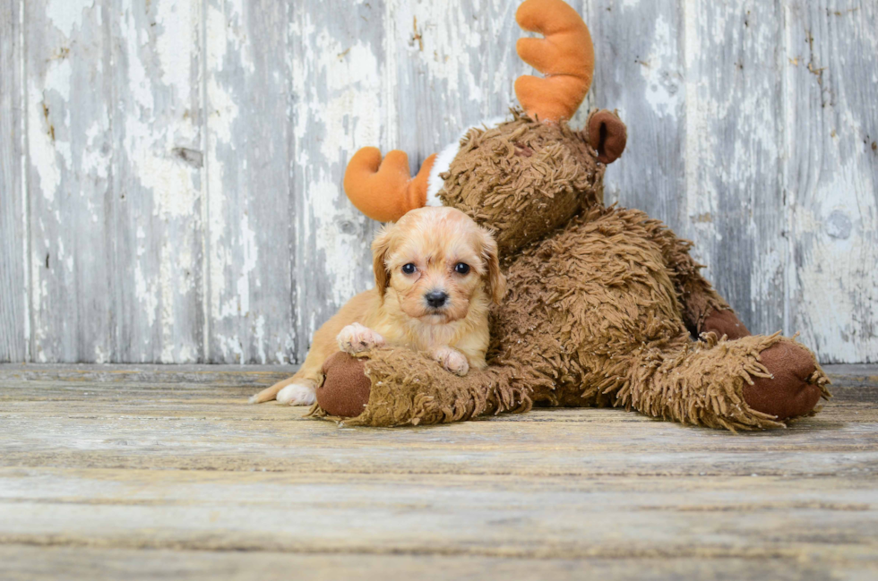 Fluffy Cavachon Designer Pup