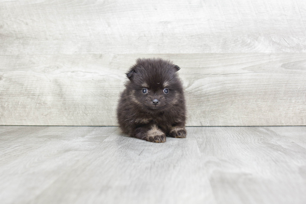 Pomeranian Pup Being Cute