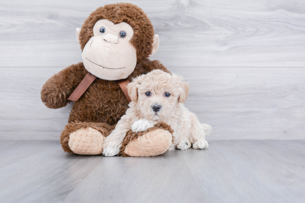 Best Maltipoo Baby