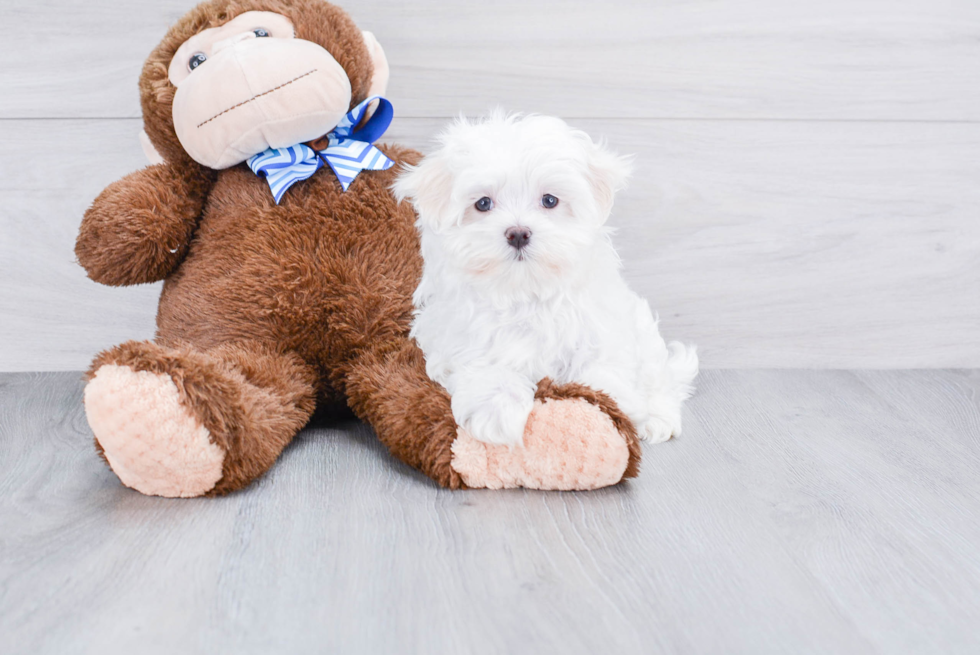 Maltese Pup Being Cute