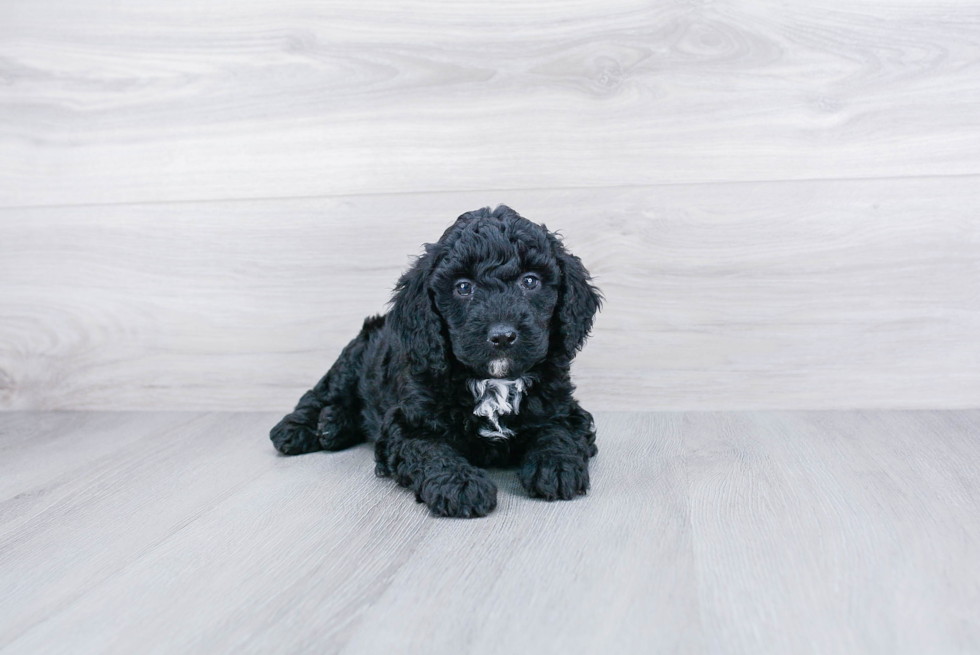 Mini Goldendoodle Puppy for Adoption