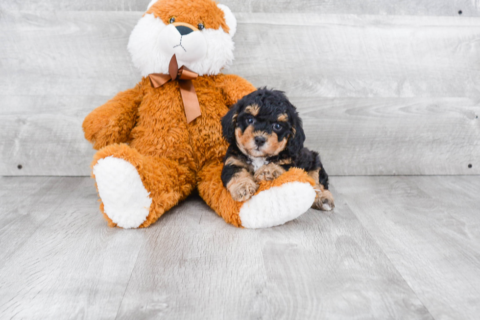 Cute Maltipoo Baby