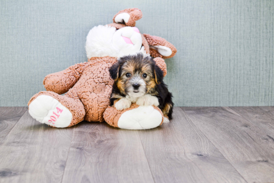 Playful Yorkie Designer Puppy