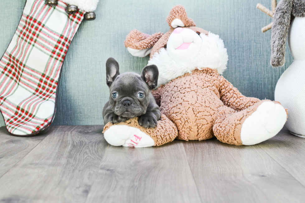 Best French Bulldog Baby