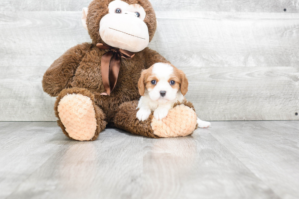 Cavalier King Charles Spaniel Pup Being Cute