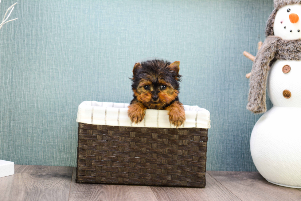 Meet Micro-Teacup-Ronaldo - our Yorkshire Terrier Puppy Photo 