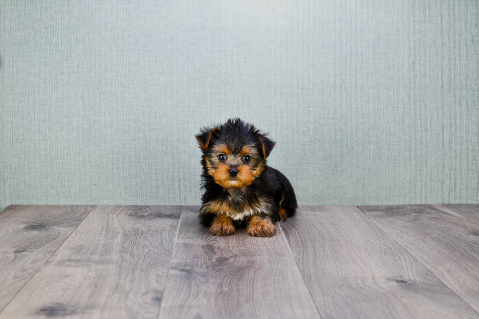 Meet Bella - our Yorkshire Terrier Puppy Photo 