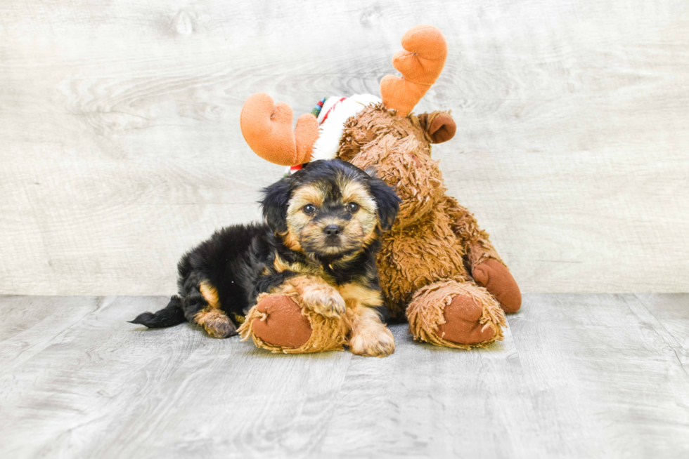 Fluffy Morkie Designer Pup