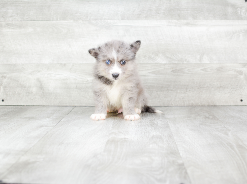 Friendly Pomsky Baby