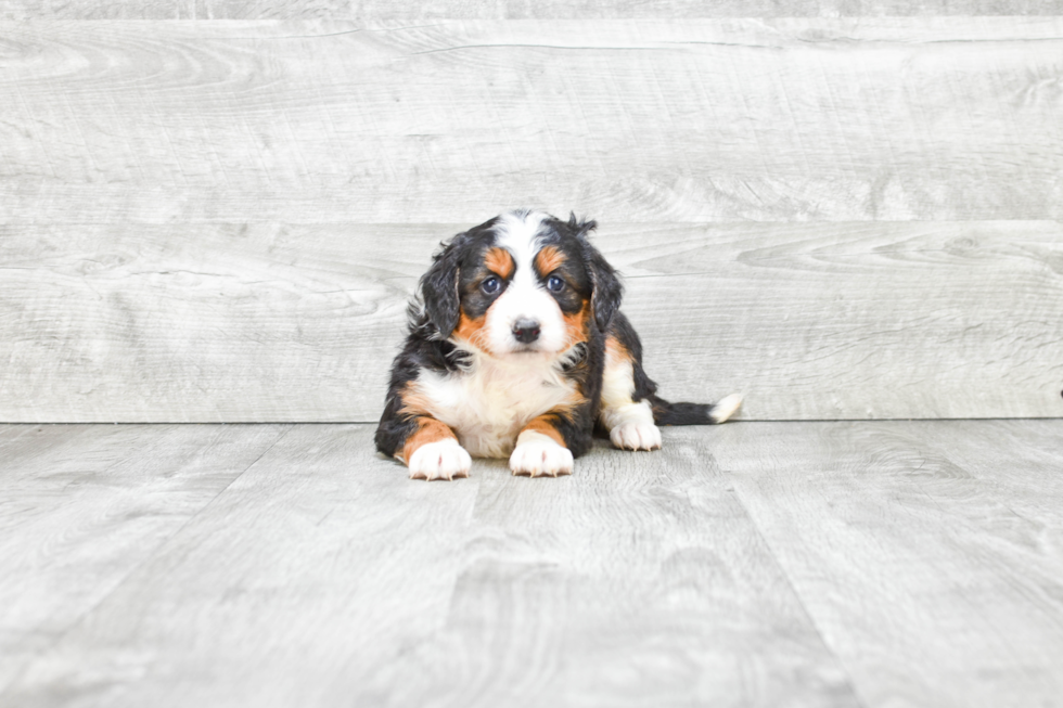 Mini Bernedoodle Pup Being Cute